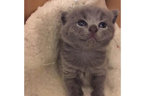 成約済の大阪府のブリティッシュショートヘア-3048の3枚目